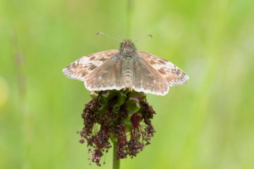 Conferma Erynnis tages